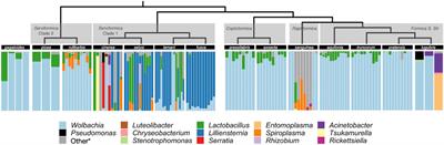 Evidence of phylosymbiosis in Formica ants